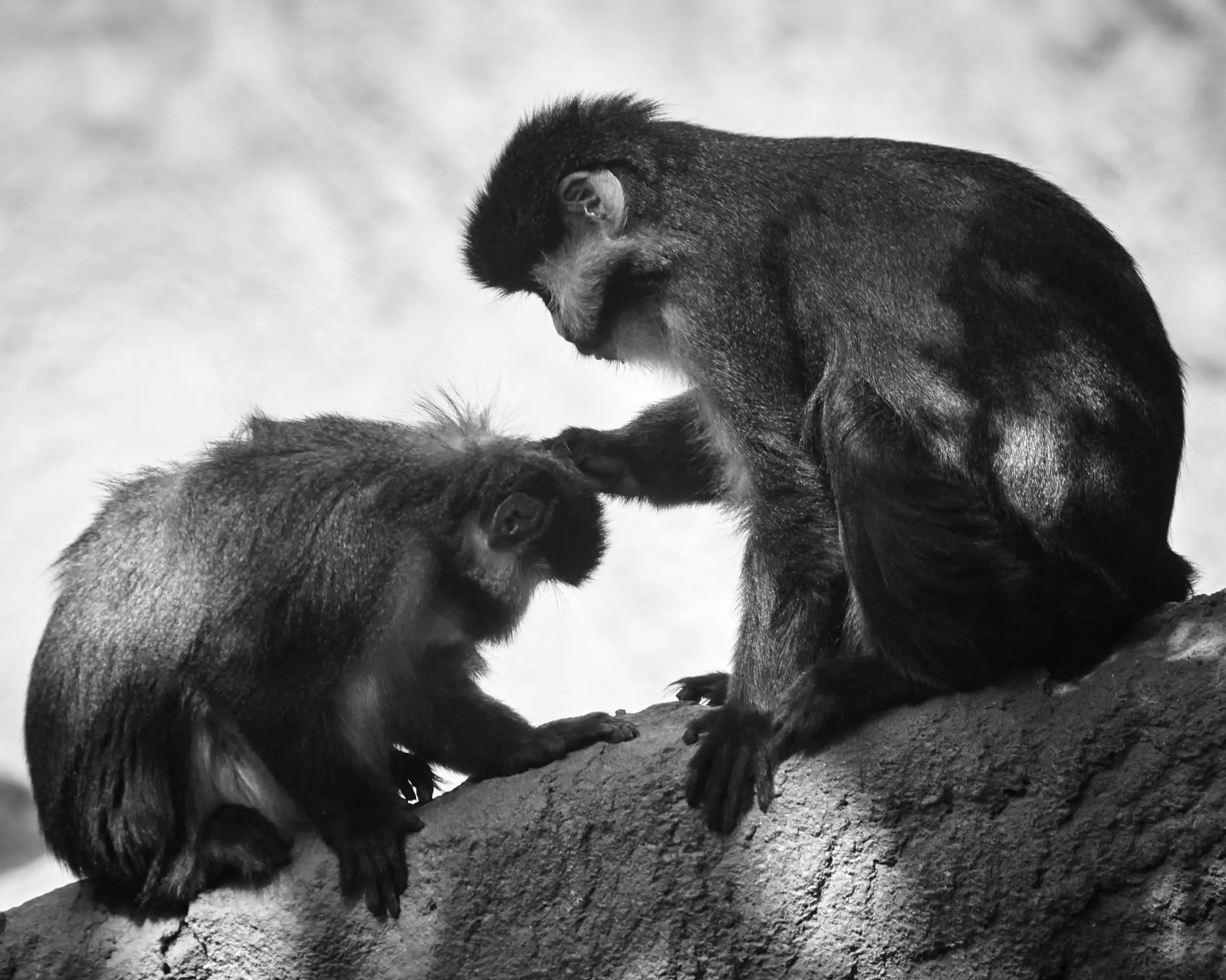 Two monkeys inspect each other's fur.