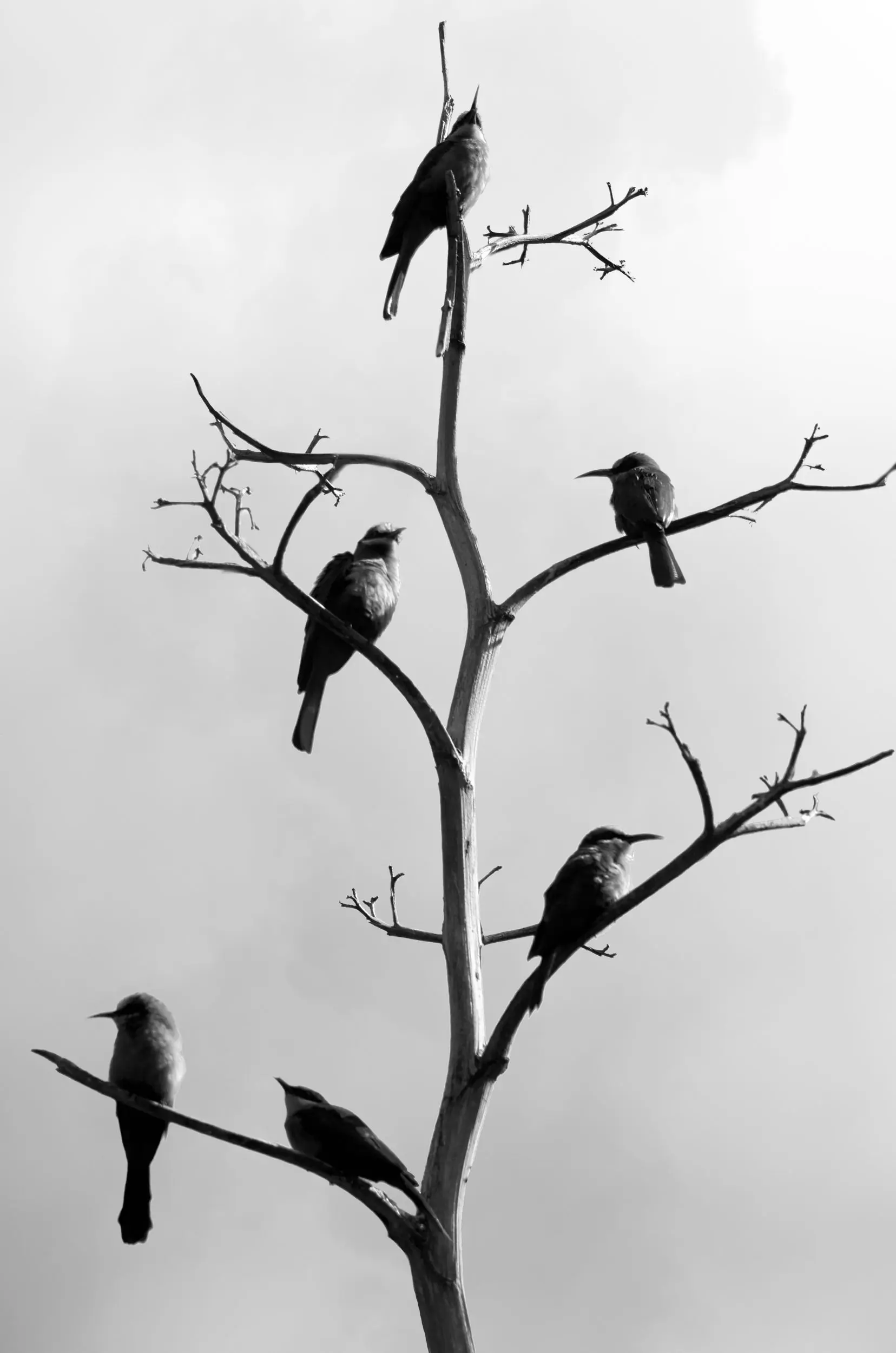 Multiple birds perch on various tree branches.