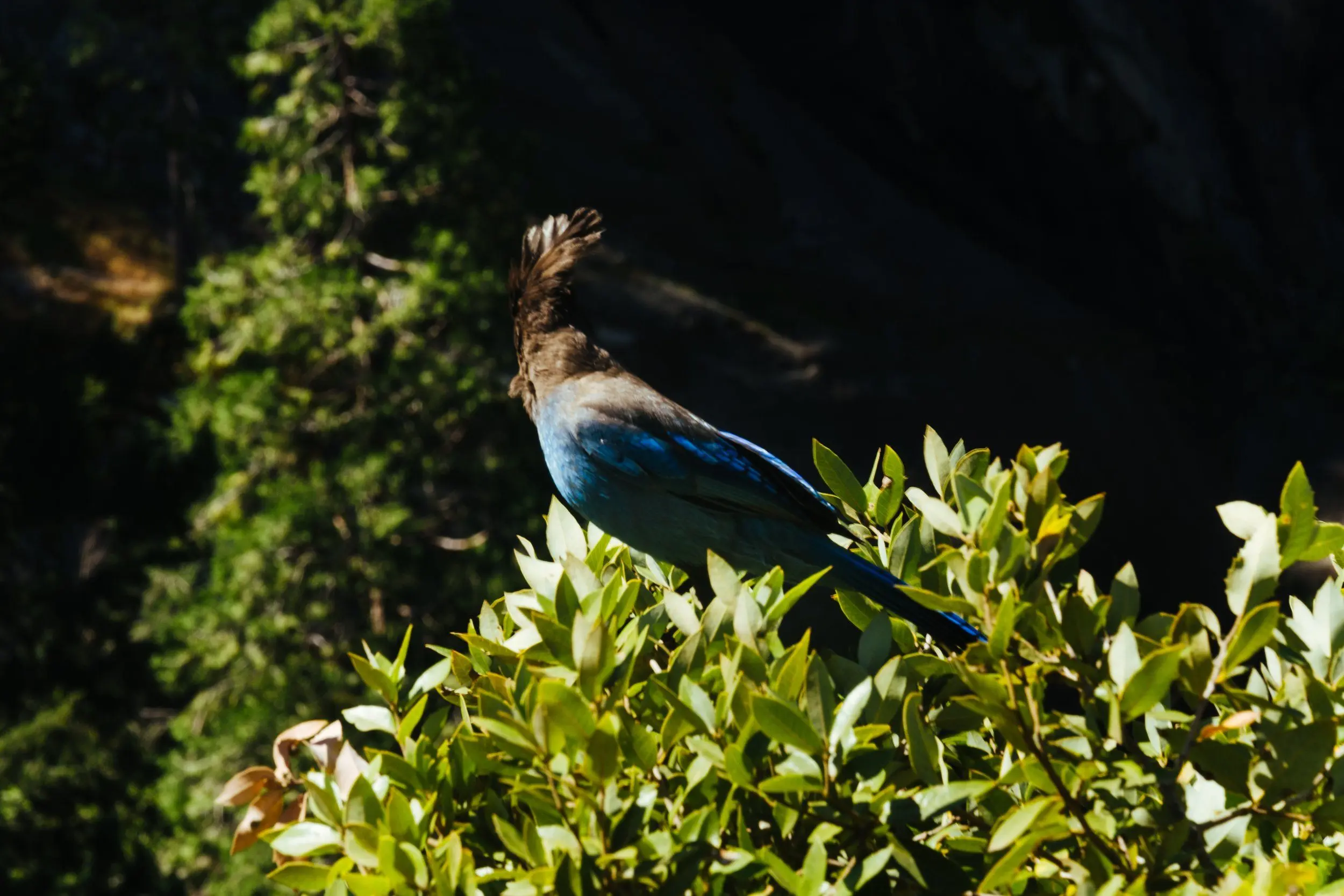 A Stellar Jay perches on the top leaves of a tree.
