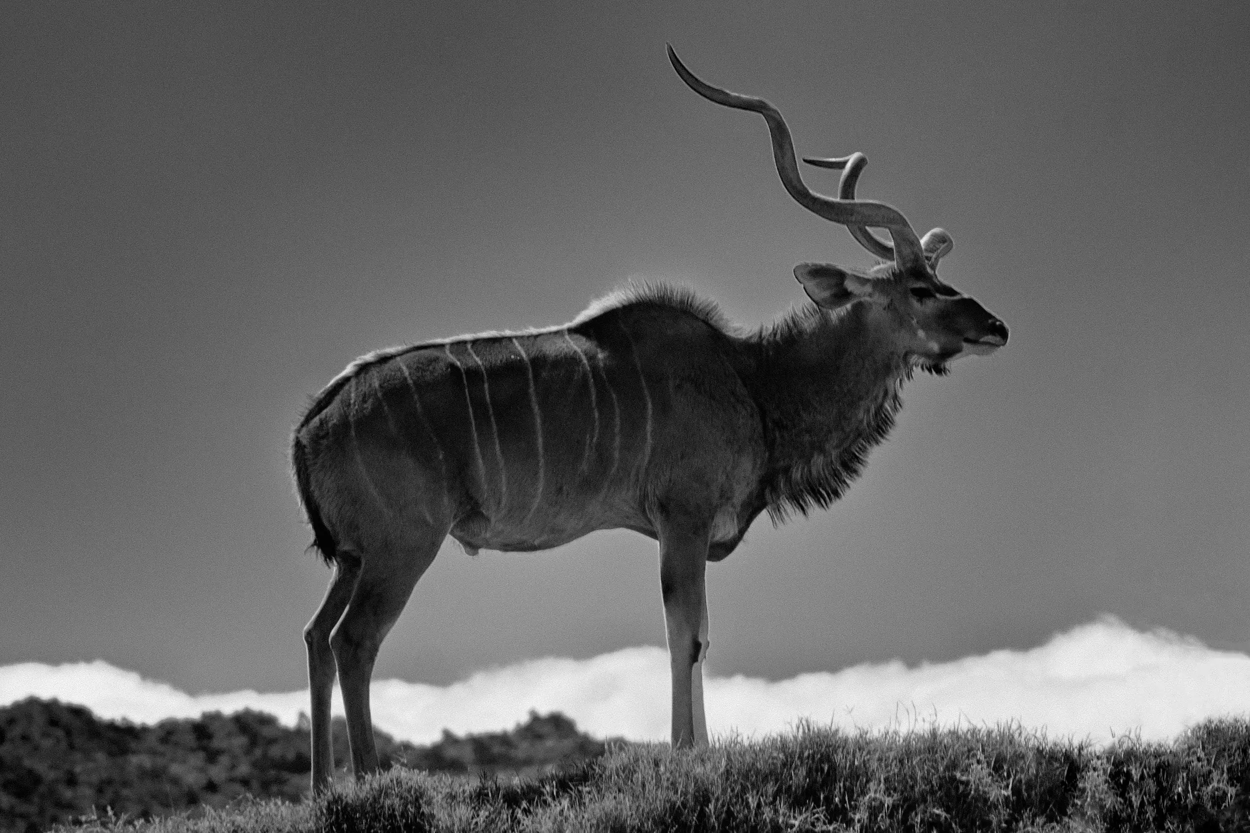 A kudu stands tall on grass in front of fluffy white clouds. Black and white.