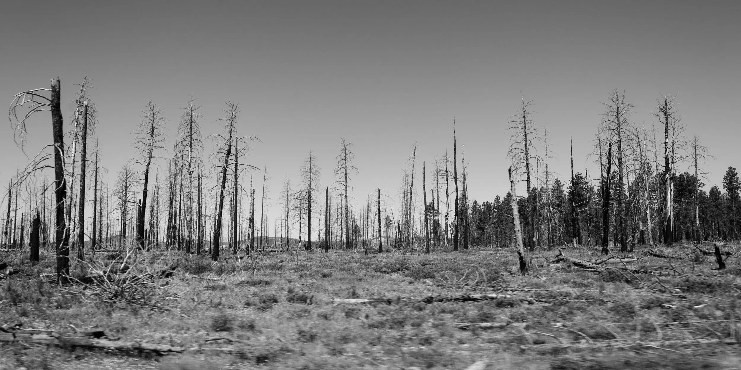 Black and white charred remains of Bryce Canyon's burned trees.