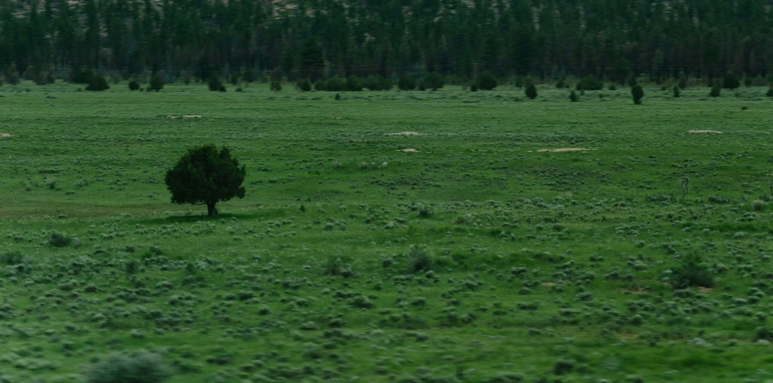A lone tree stands in front of a forest on a green field.