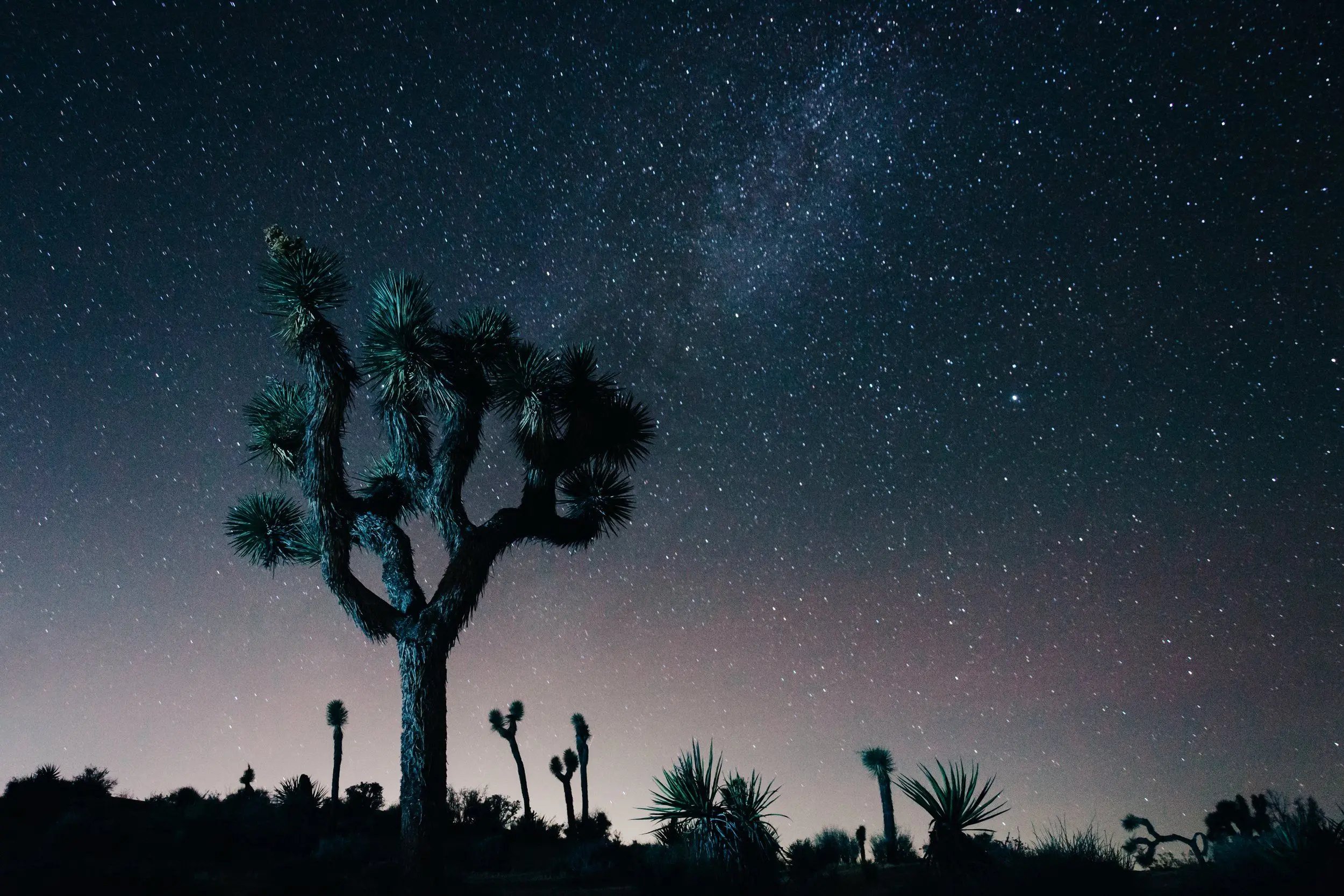 A single Joshua tree side-lit with turquoise light stands tall in front of a sea of stars in the clear night sky.
