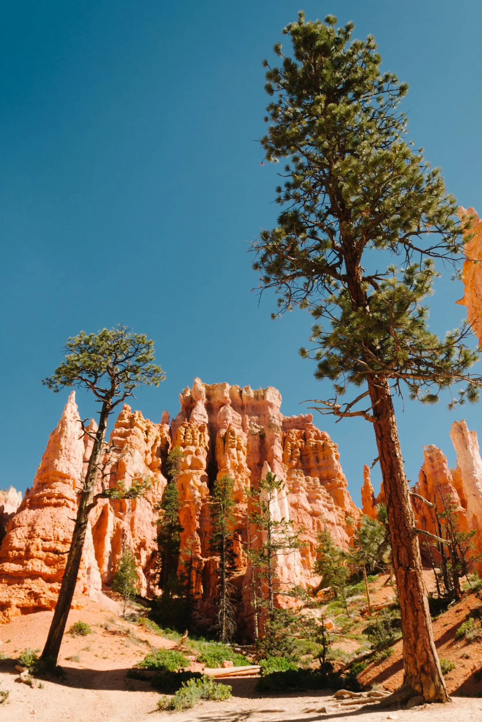 Tall trees and hoodoos under clear blue skies through Queens Garden during midday.