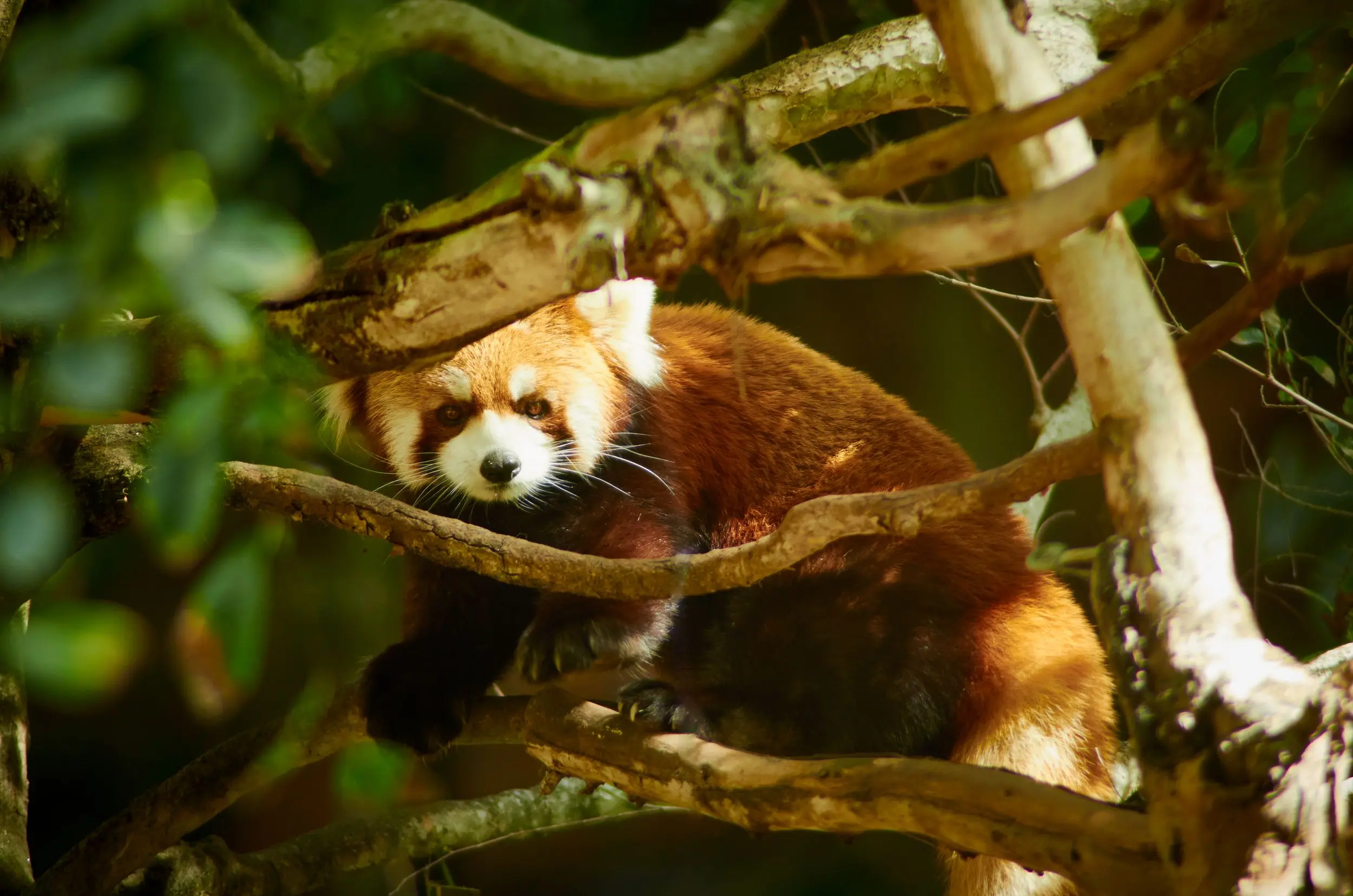 A red panda on a tree makes eye contact with the camera.